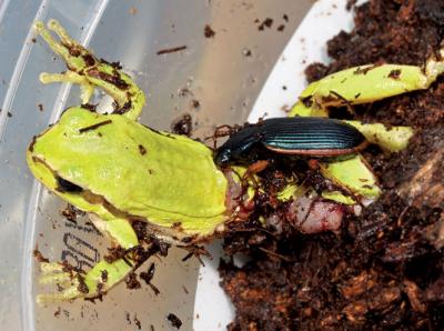 Predation of Amphibians by Adult <I>Epomis</I>