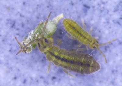 An Isotomurus Springtail Species