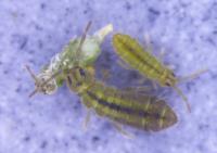 An Isotomurus Springtail Species