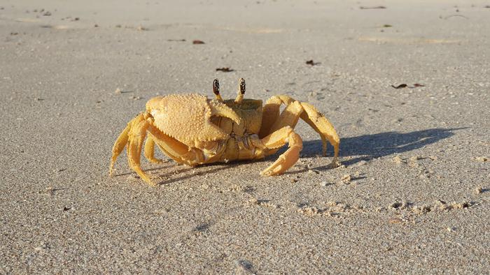Ocypode convexa commonly known as the golden ghost crab in endemic to the west coast of Australia.