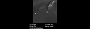 Video.1_all-ballistics-sal.mp4