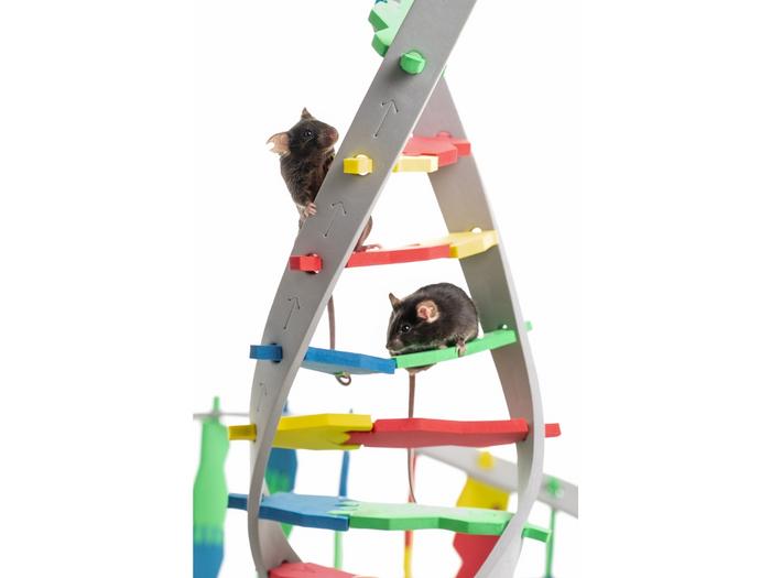 Researchers identify the molecular switch that translate early experiences into long-lasting changes in the brain