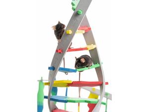 Researchers identify the molecular switch that translate early experiences into long-lasting changes in the brain