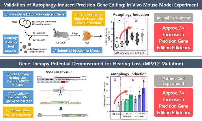 [2] Validation of Autophagy-Enhanced Precision Gene Editing in Patient-Derived Cells and In Vivo Mouse Models