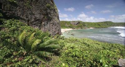 Cycad on Guam