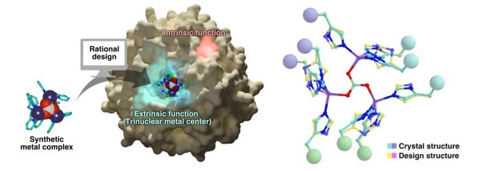 Designer enzyme