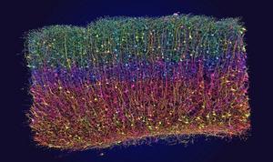 3D reconstruction of neurons from electron microscope data as part of the MICrONS project