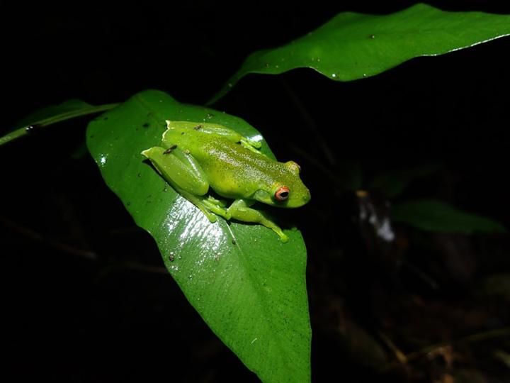 Frog