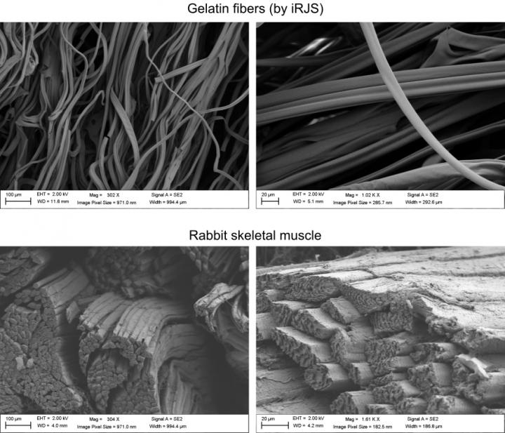Gelatin vs. Rabbit