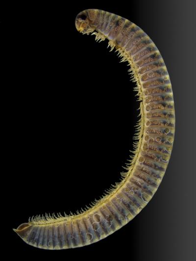 <i>O. chambiensis</i>