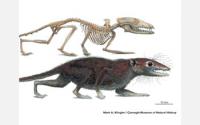 Illustration of the Skeleton and Restoration of the New Shrew-Sized Jurassic Mammal