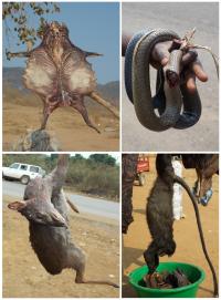 Wild Animals and Smoked Bushmeat on Sale [2]