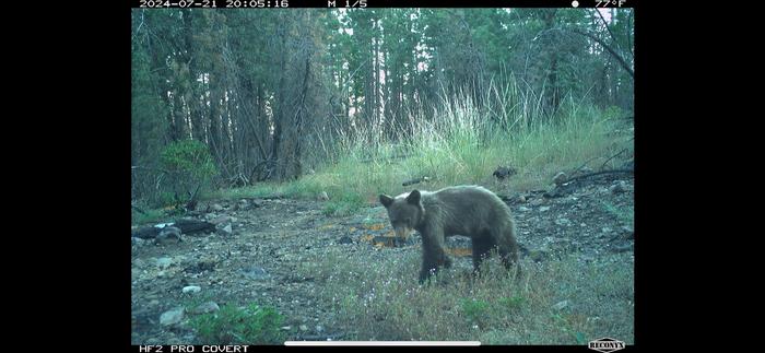 A Black bear is captured on a wildlife camera in the Eldorado National Forest.