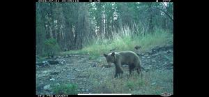 A Black bear is captured on a wildlife camera in the Eldorado National Forest.