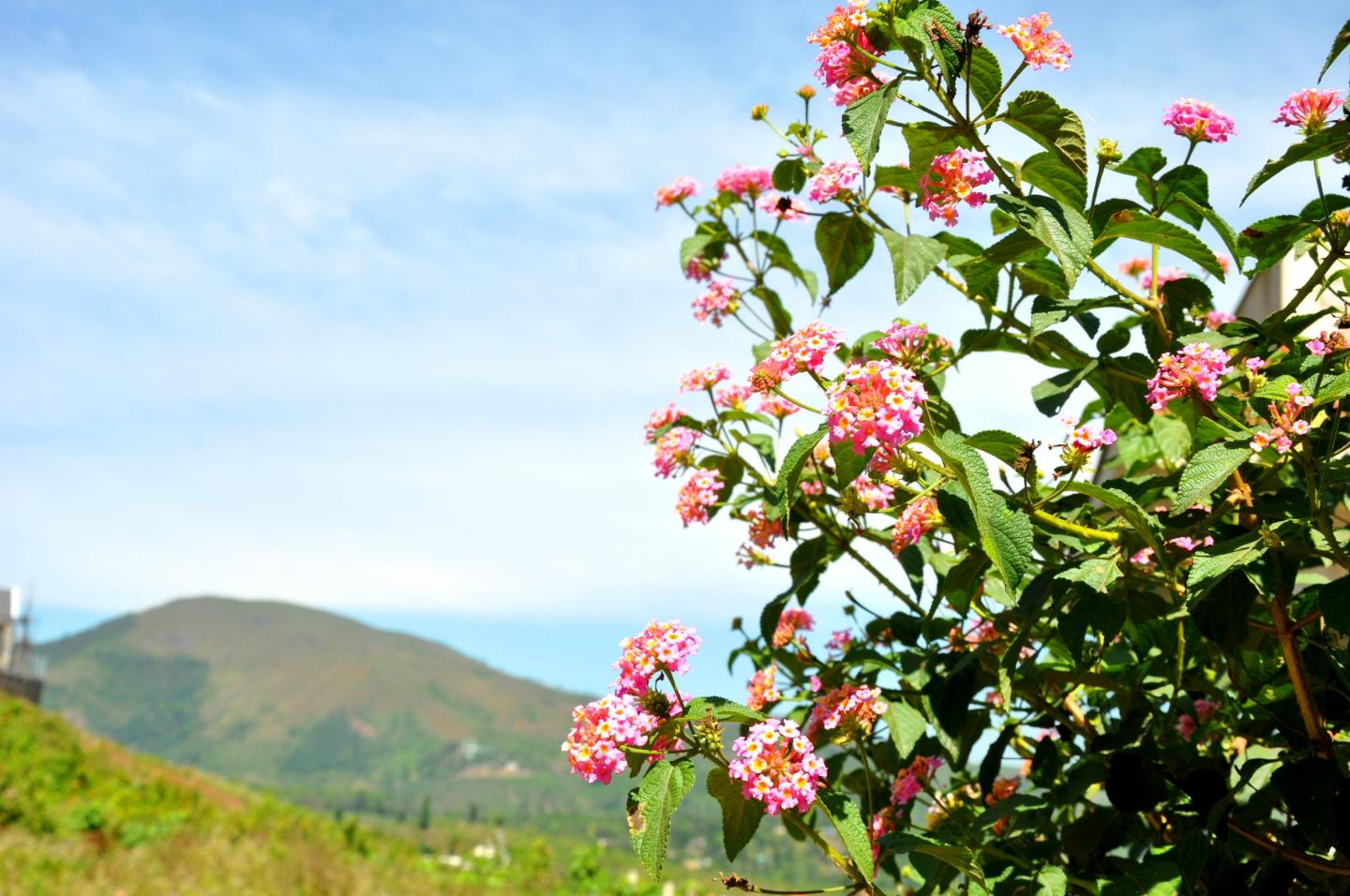 <i>Lantana camara</i>
