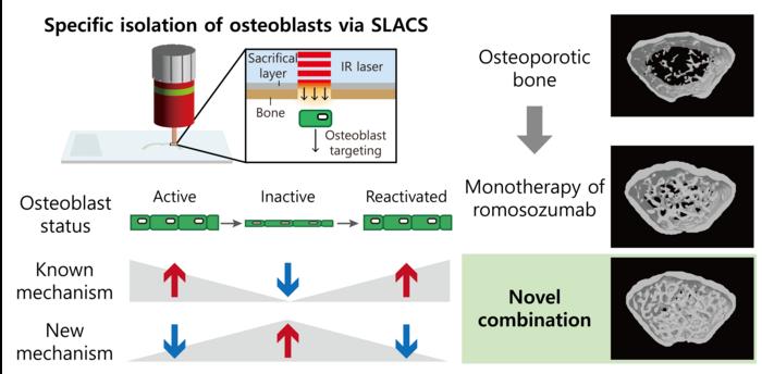 Figure. Schematic of osteoblast isolation using the SLACS system (left) and cross-sectional bone images showing changes in bone mass following single-drug treatment versus combination therapy (right)