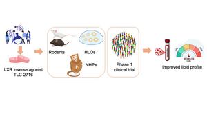 A visual representation of the study