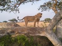 Jacob the Lion