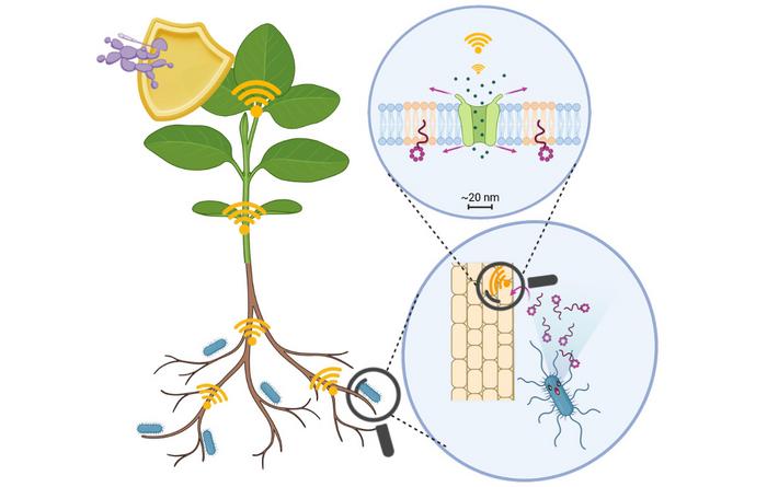 Mechanism of plant immune activation by bacteria of the Bacillus genus