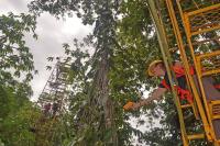 Warming Experiment in Tropical Forest