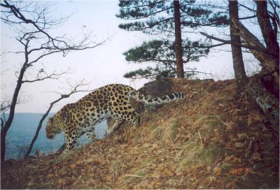 Far Eastern Leopard