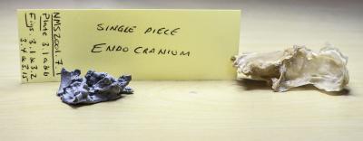 <i>Acanthodes</i> and Dogfish Braincases
