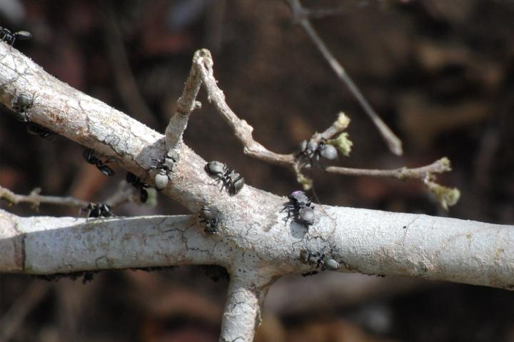 Ants