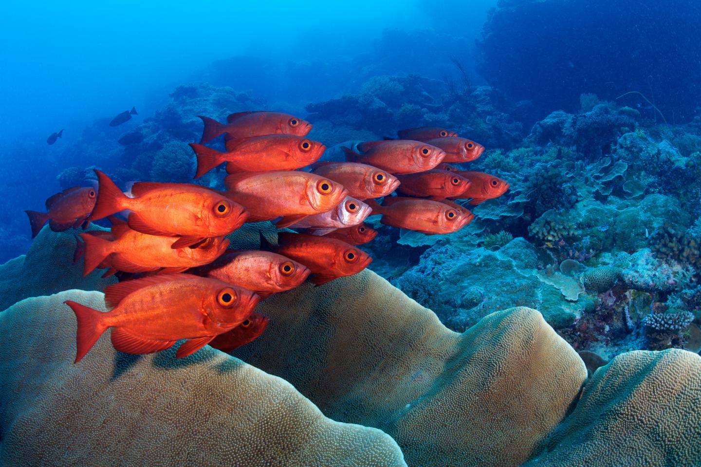 Palau's Coral Reefs: A Jewel of the Ocean