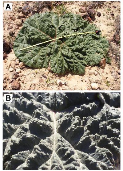 Desert Rhubarb (2 of 3)
