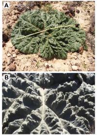 Desert Rhubarb (2 of 3)