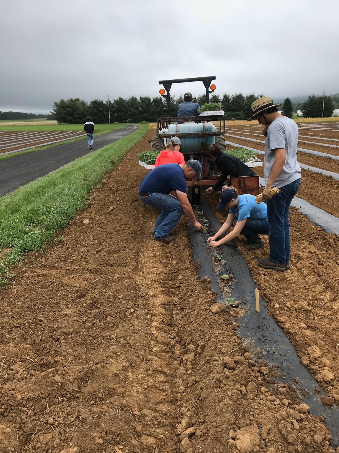 Planting tomatoes