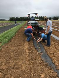 Planting tomatoes