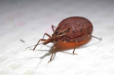 Kissing Bug After Feeding
