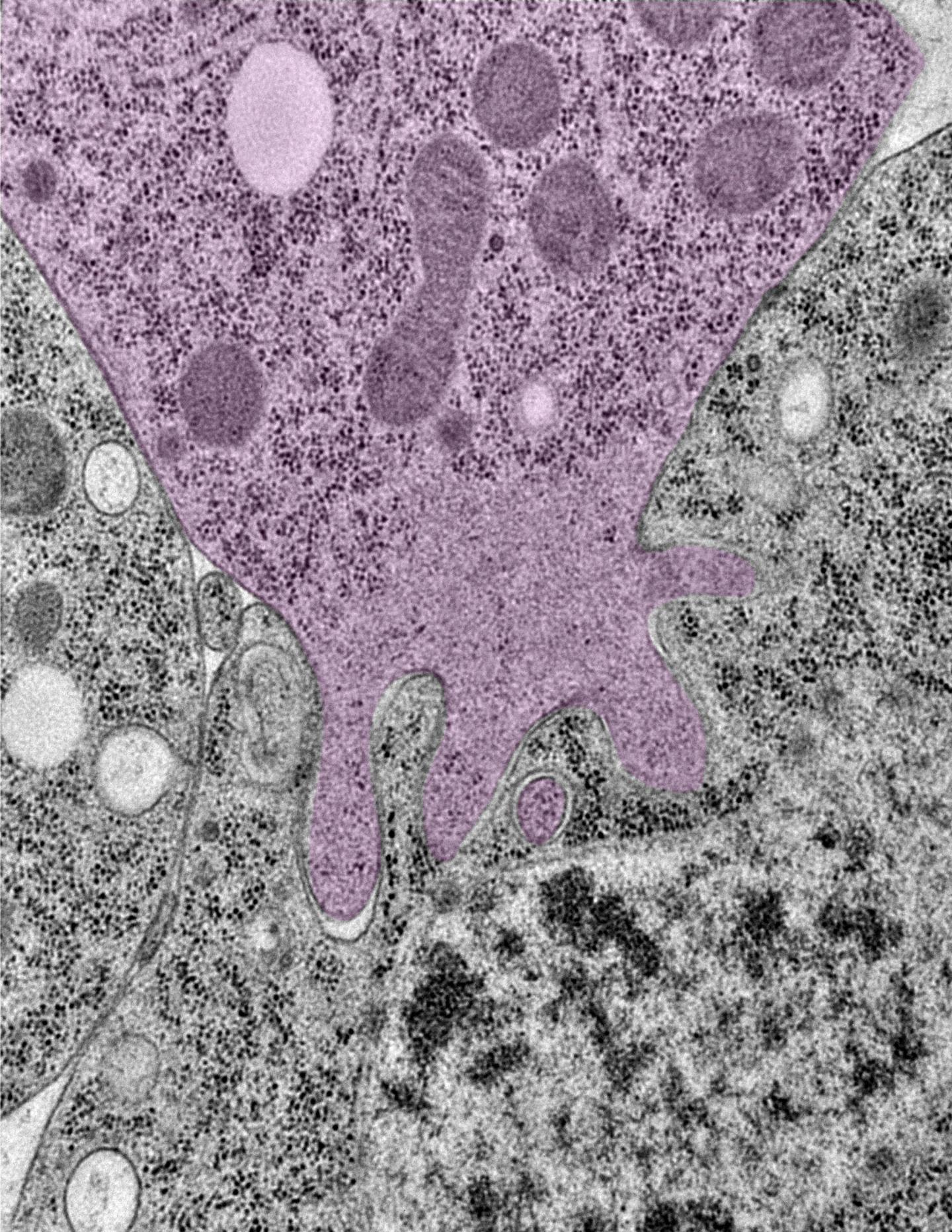 Cell-Cell Fusion