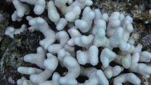 Coral bleaching on Acropora corals from Florida’s Coral Reef