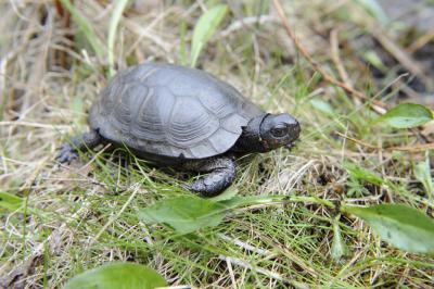 Bog Turtle
