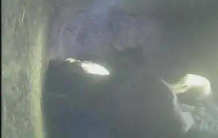 Nestlings receiving the predator-test phase