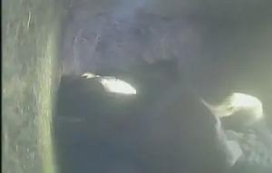 Nestlings receiving the predator-test phase