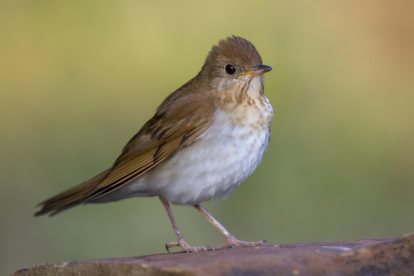 Veery