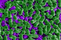 Listeria Bacteria