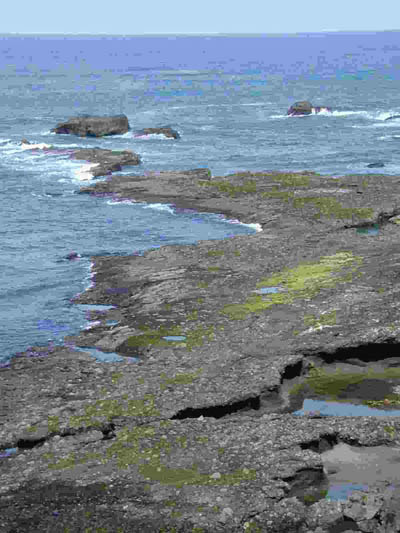 Rocky Intertidal Zone