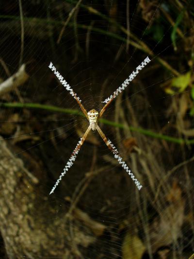 <I>Argiope aetherea</I>