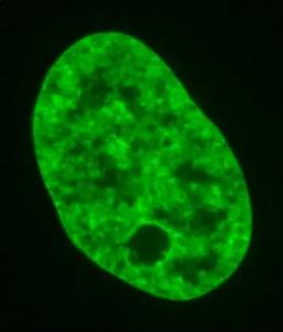 Genomic motions inside a human cell nucleus