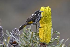 New Holland honeyeater