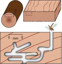 Wormholes from Centuries-Old Art Prints Reveal the History of the Worm (2 of 3)
