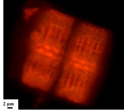 Glowing Microshells