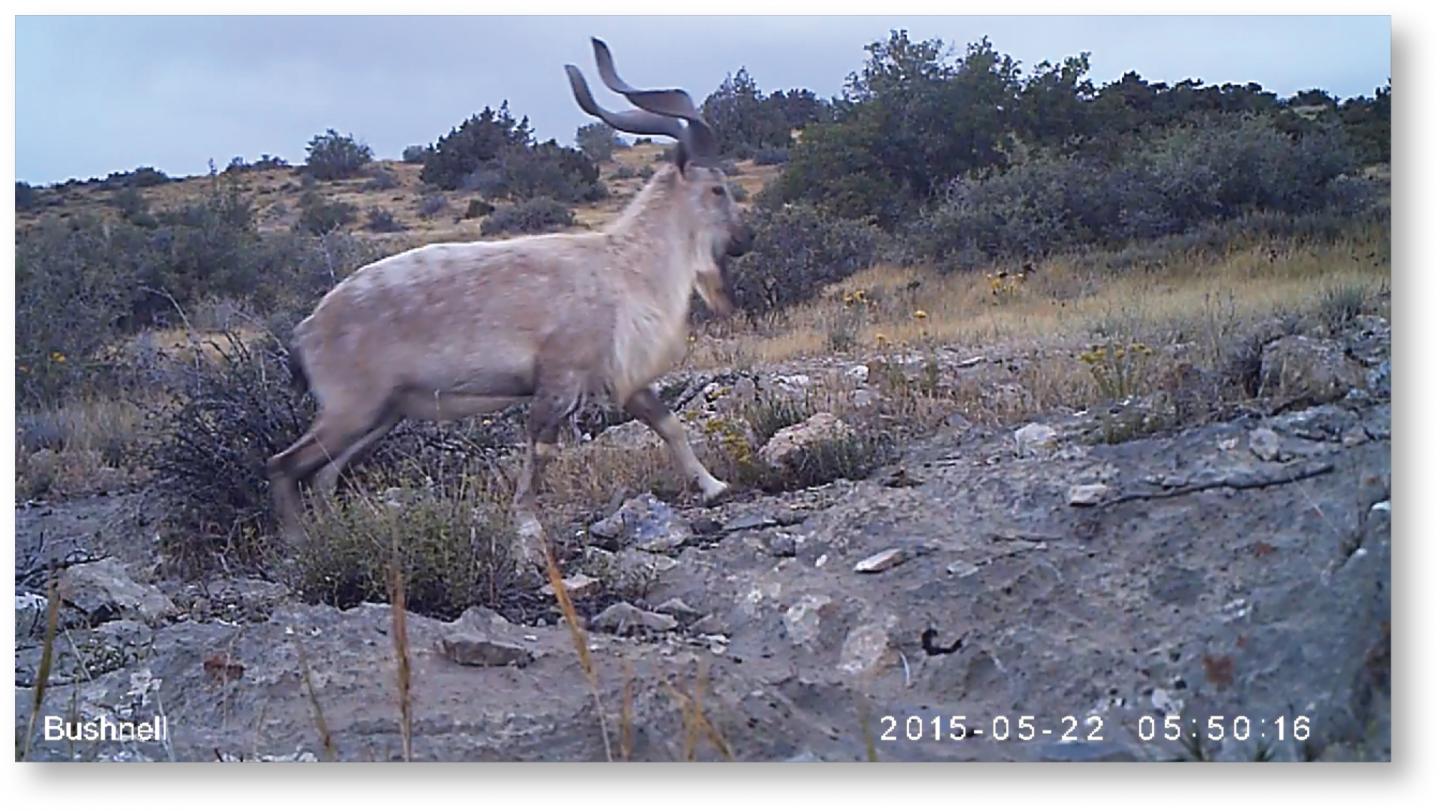 Markhor (Male)