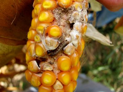 Worm in Corn