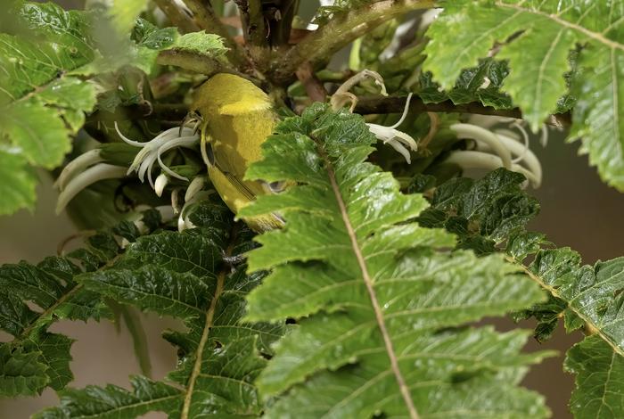 A Hawaii 'amakihi