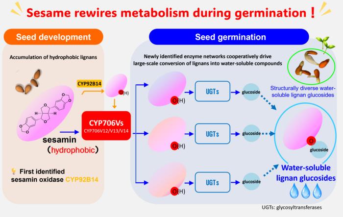Figure 1. Metabolic rewiring of lignan metabolism during sesame germination